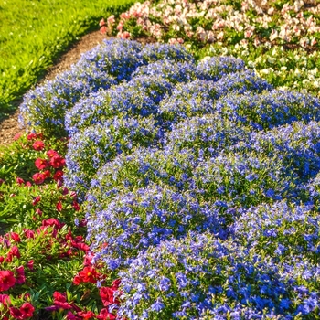 Lobelia erinus 'Bella Aqua'