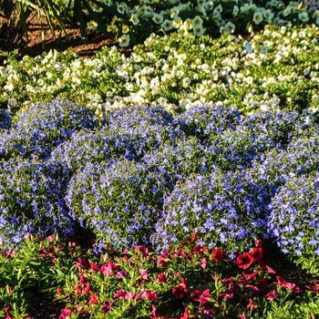 Lobelia erinus 'Bella Aqua' 