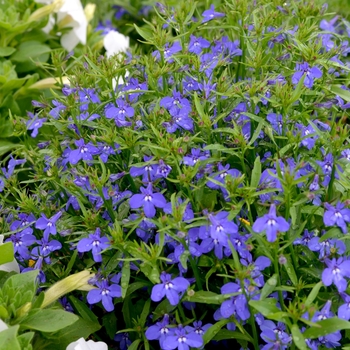 Lobelia erinus 'Cobalt Star' 