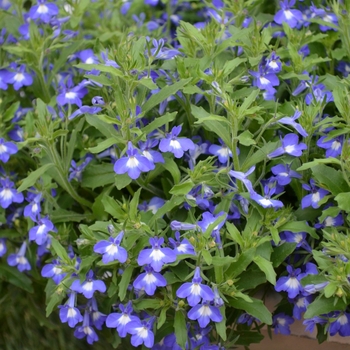 Lobelia erinus Hot® 'Bavaria'