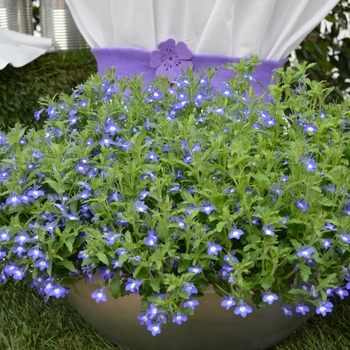 Lobelia erinus 'Bavaria' 