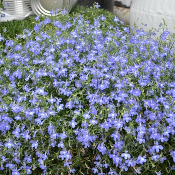 Lobelia erinus 'Navy Blue' 