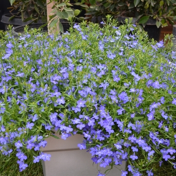 Lobelia erinus 'Night Blue' 