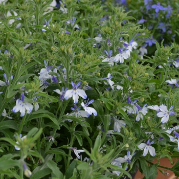 Lobelia erinus Hot® 'Pretty Heaven'