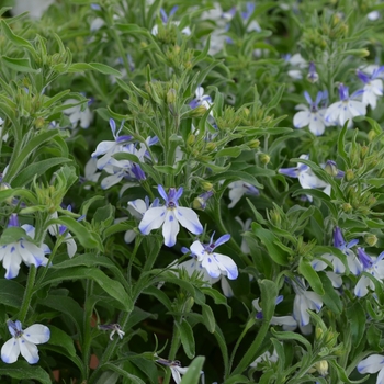 Lobelia erinus 'Pretty Heaven' 