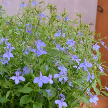 Lobelia erinus Hot® 'Waterblue Improved'