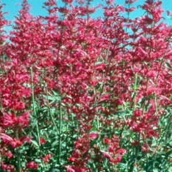 Agastache 'Carmine Red' 