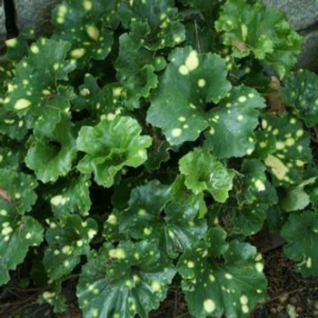 Ligularia tussilaginea 'Aureo-maculata' 