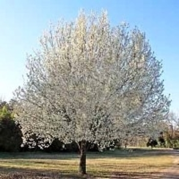 Pyrus calleryana 'Holmford' 