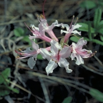 Rhododendron periclymenoides (nudiflorum) 'Rosy Pink' 