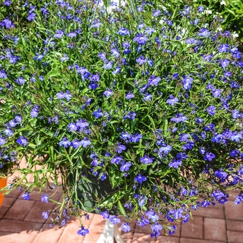 Lobelia erinus 'Ocean Blue' 