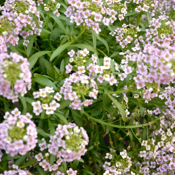 Lobularia 'Snow Globe Purple' 