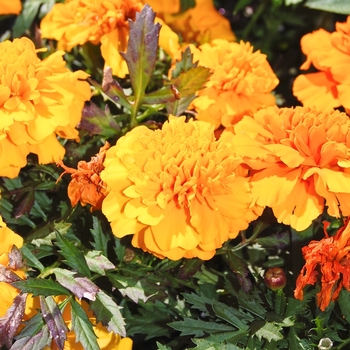 Tagetes erecta 'Orange' 