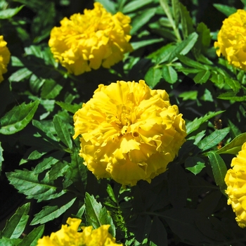 Tagetes erecta 'Yellow' 