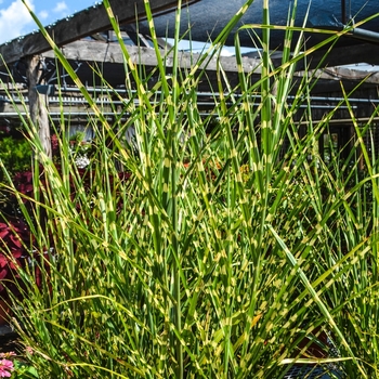 Miscanthus sinensis 'Strictus' 