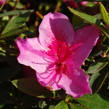 Rhododendron Southern Indica hybrid 'Mistral'