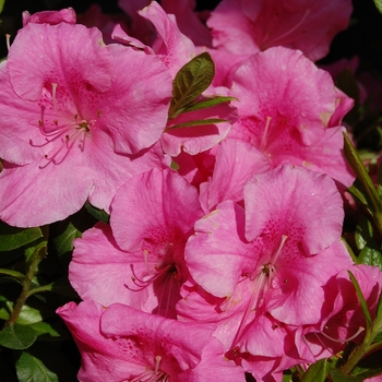 Rhododendron Southern Indica hybrid 'Mistral' 