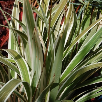 Dianella tasmanica 'Variegata' 