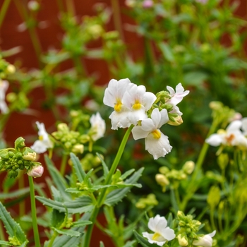 Nemesia foetans