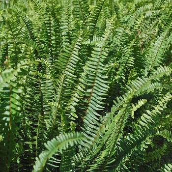 Nephrolepis obliterata 'Kimberley Queen' 