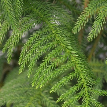 Araucaria heterophylla