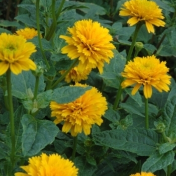 Heliopsis helianthoides 'Asahi' 