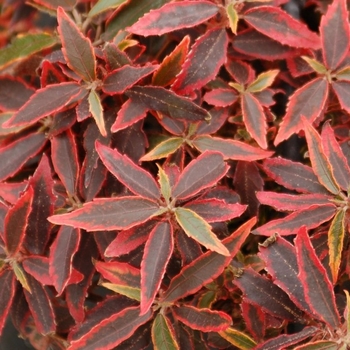 Acalypha wilkesiana 'Kilauea' 