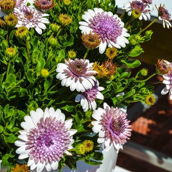 Osteospermum 4D™ 'Silver'