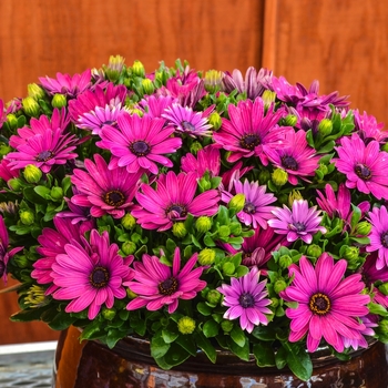 Osteospermum ecklonis 'Dark Purple' 