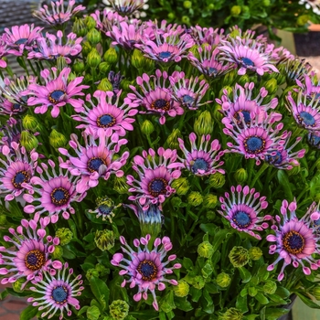 Osteospermum ecklonis 'Lavender Bliss' 