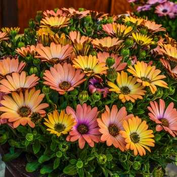 Osteospermum ecklonis 'Peach Bliss' 