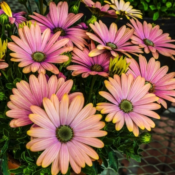 Osteospermum ecklonis 'Sunset Magic' 