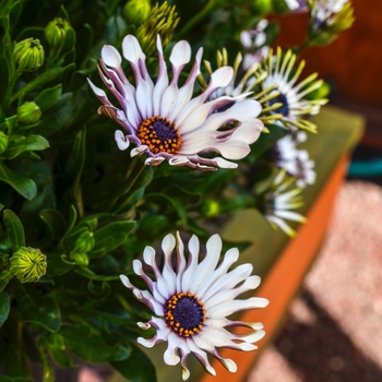 Osteospermum ecklonis 'White Bliss' 