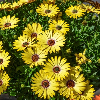 Osteospermum 'Summertime® Gold' 