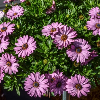 Osteospermum 'Lavender' 