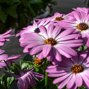 Osteospermum 'Pink Charme' 