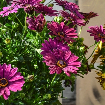 Osteospermum 'Royal Kardinal' 