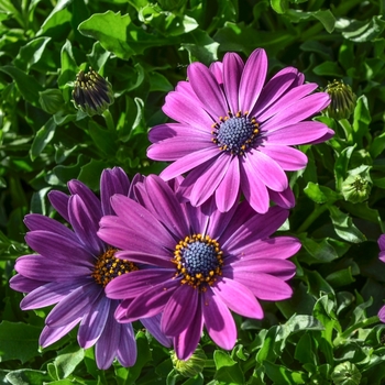 Osteospermum 'Royal Purple' 