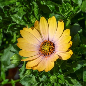 Osteospermum 'Sunshine' 