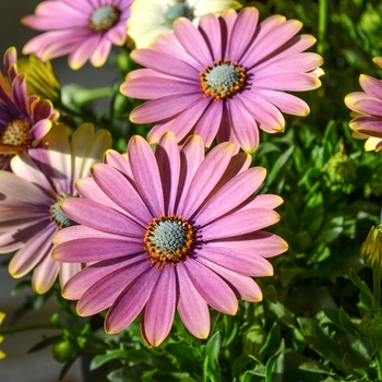 Osteospermum 'Sweet Blue Sunrise' 