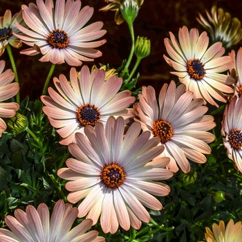 Osteospermum 'Sweet Bronze' 