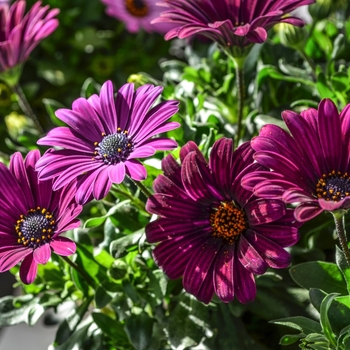 Osteospermum 'Sweet Kardinal' 