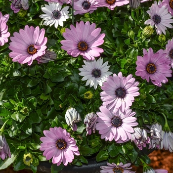 Osteospermum 'Sweet Lavender' 