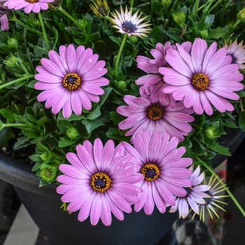 Osteospermum 'Sweet Purple' 