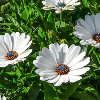 Osteospermum 'Swing White' 