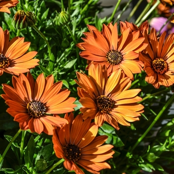 Osteospermum 'Toffee' 