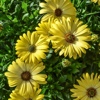 Osteospermum 'Yellow' 