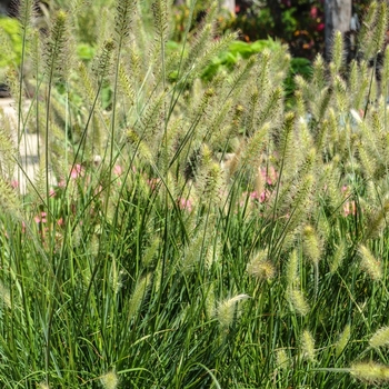 Pennisetum alopecuroides 'Hameln' 