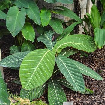 Pentagonia macrophylla 