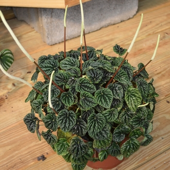 Peperomia caperata